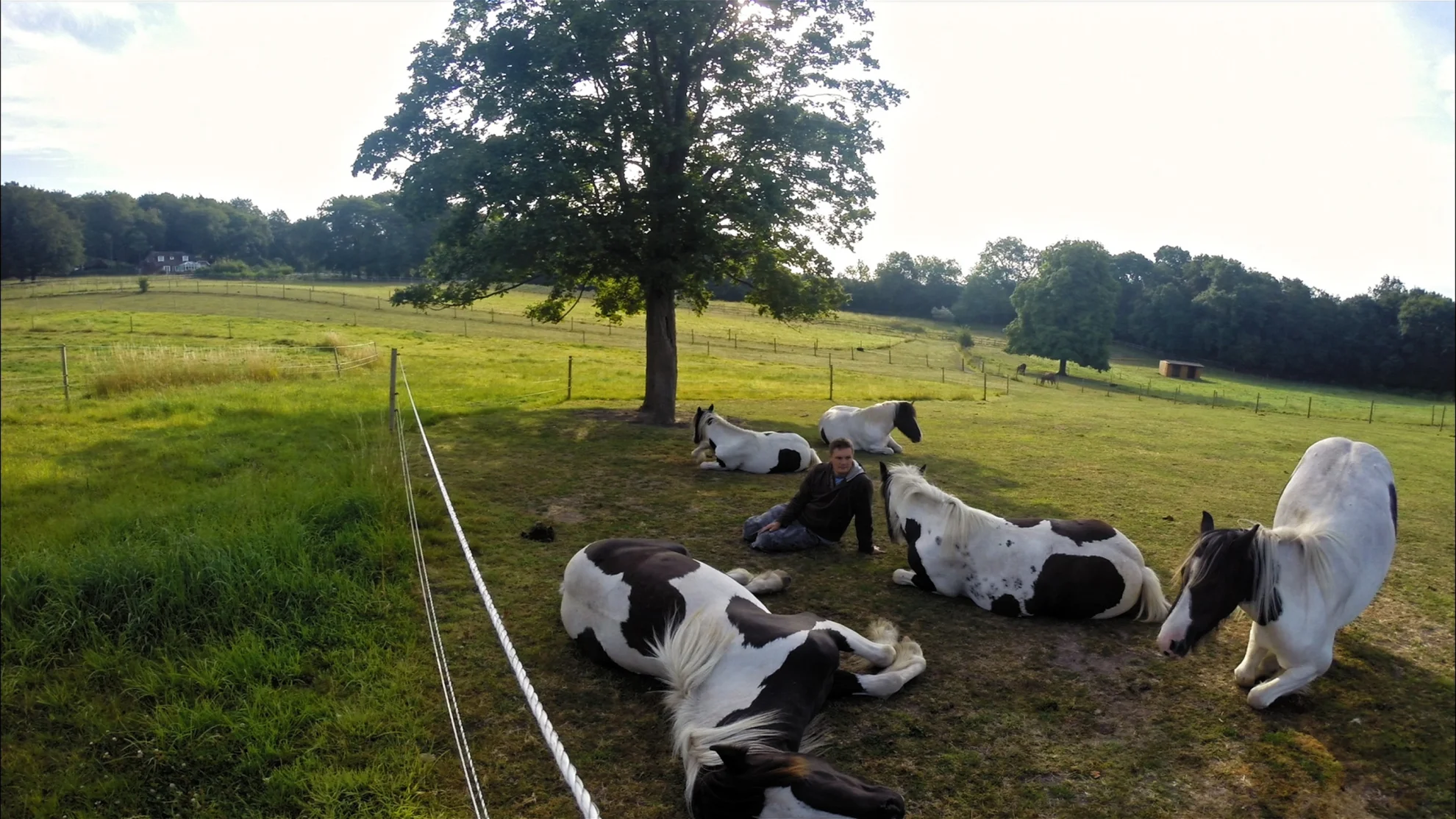 Being with Animals hero banner image placeholder