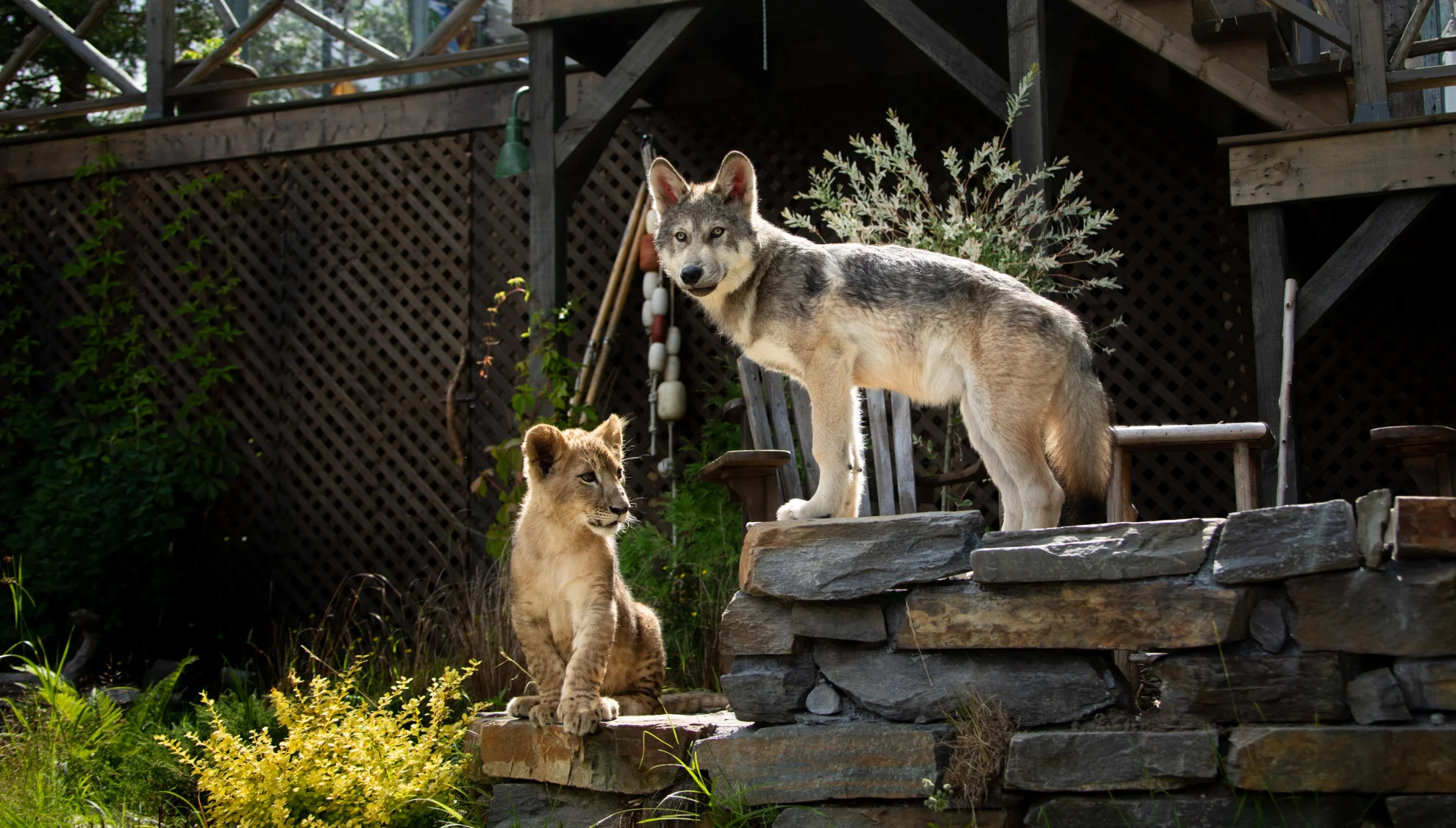The Wolf and the Lion hero banner image placeholder