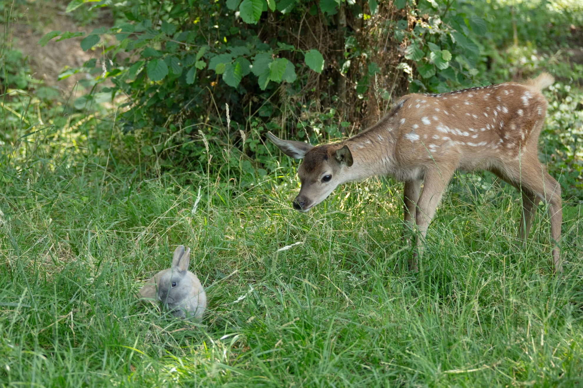 Bambi. Eine Lebensgeschichte aus dem Wald hero banner image placeholder