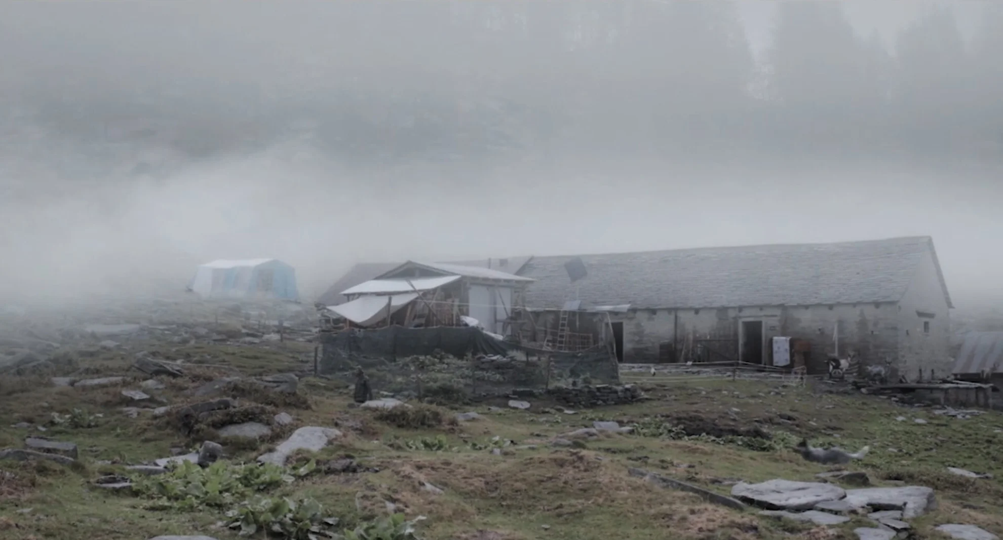 Kühe auf dem Dach hero banner image placeholder