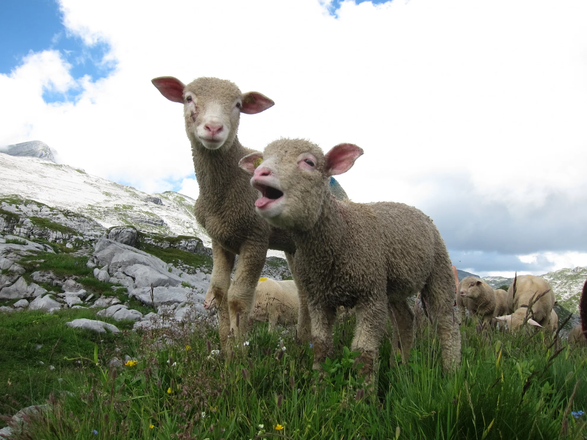 Alpsummer hero banner image placeholder