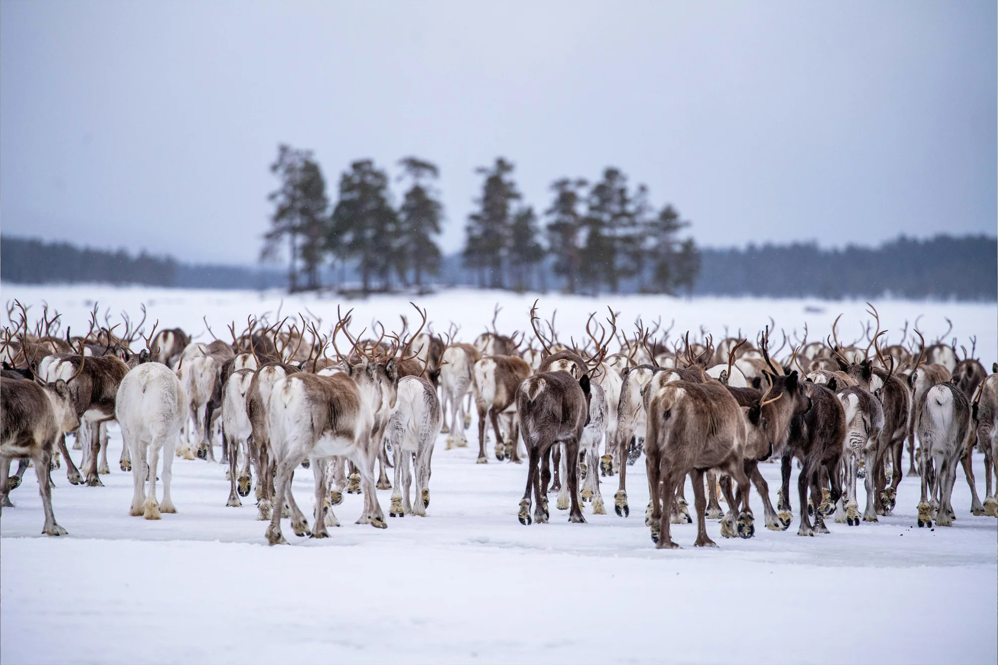 Beyond Tradition - Kraft der Naturstimmen hero banner image placeholder