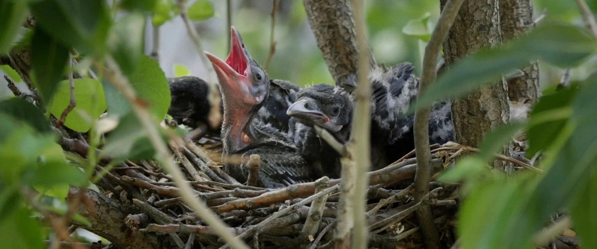 Krähen hero banner image placeholder