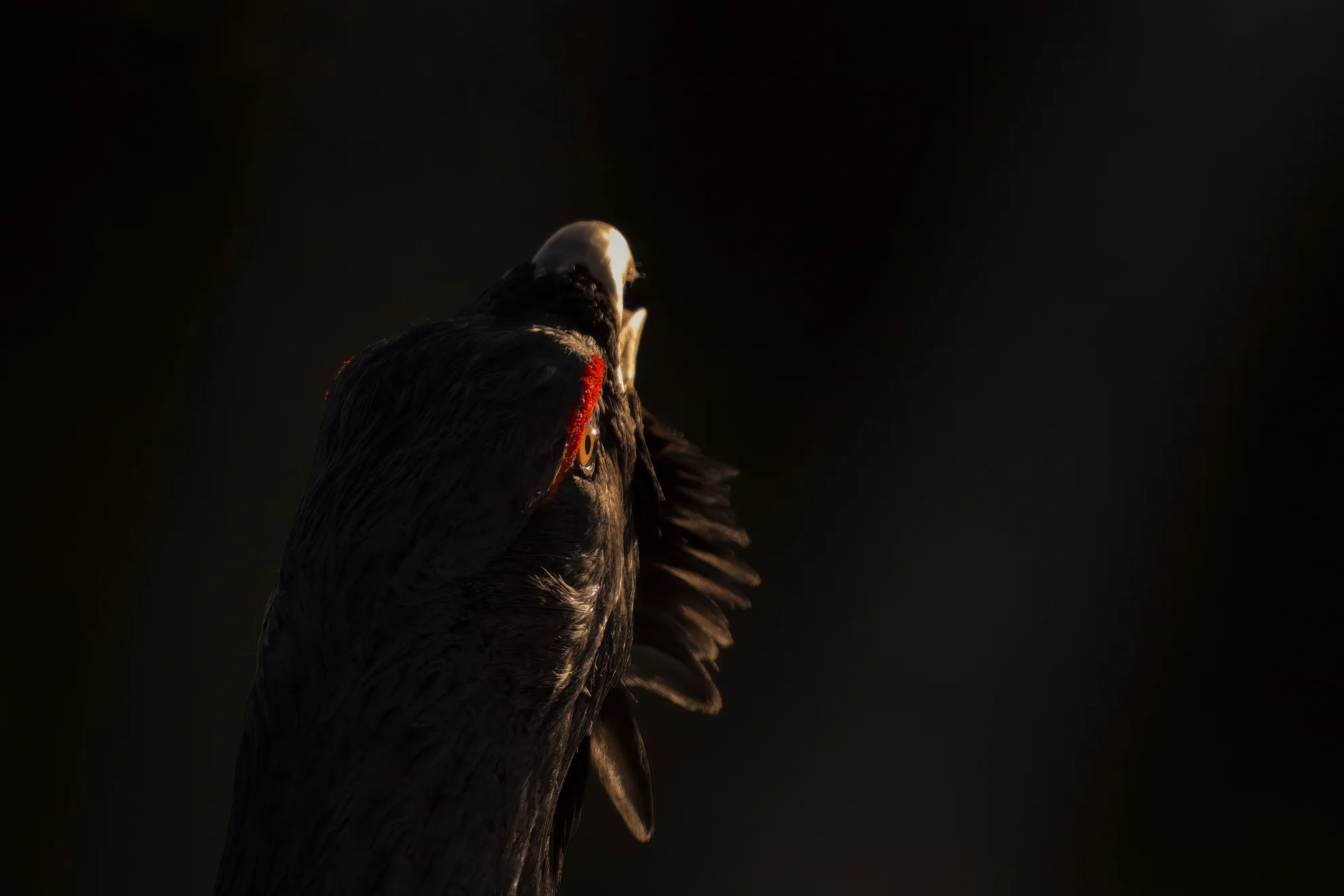 Le Chant des forêts hero banner image placeholder