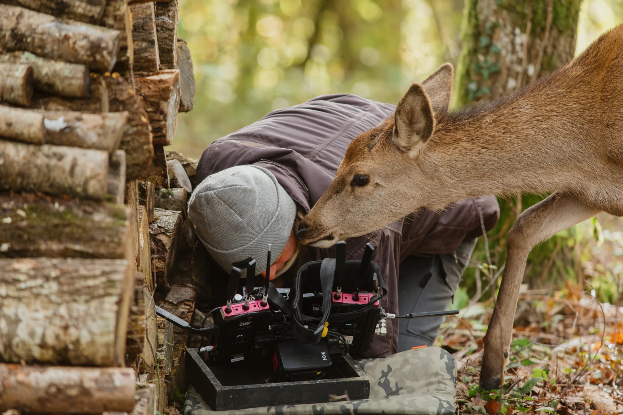 Bambi. Eine Lebensgeschichte aus dem Wald hero banner image placeholder