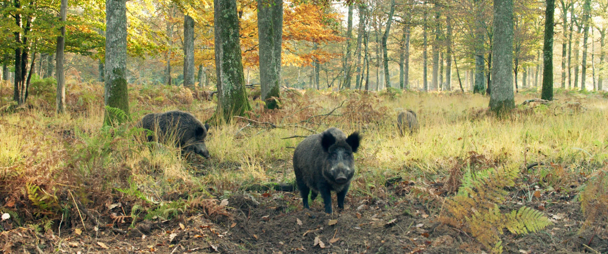 Die Eiche - mein Zuhause hero banner image placeholder