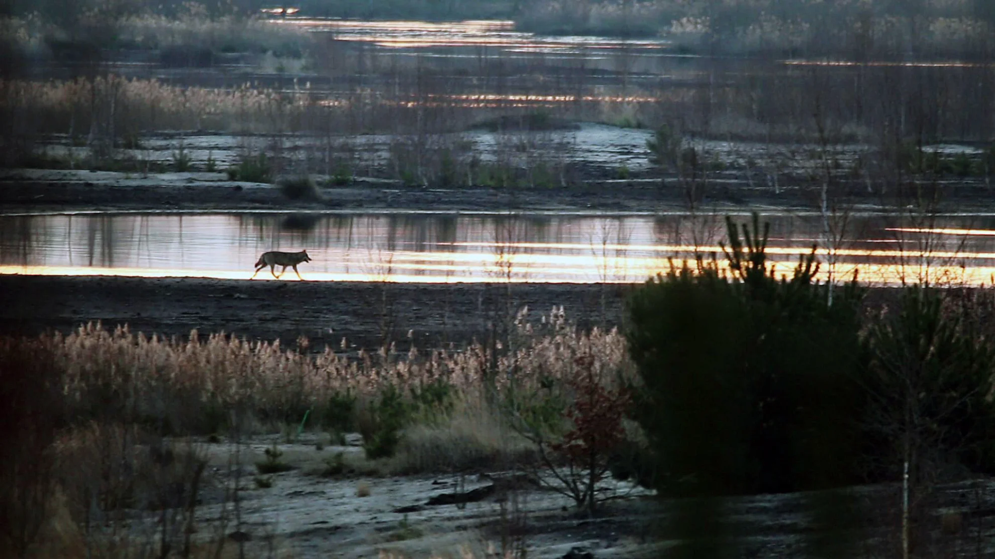 Die Rückkehr der Wölfe hero banner image placeholder