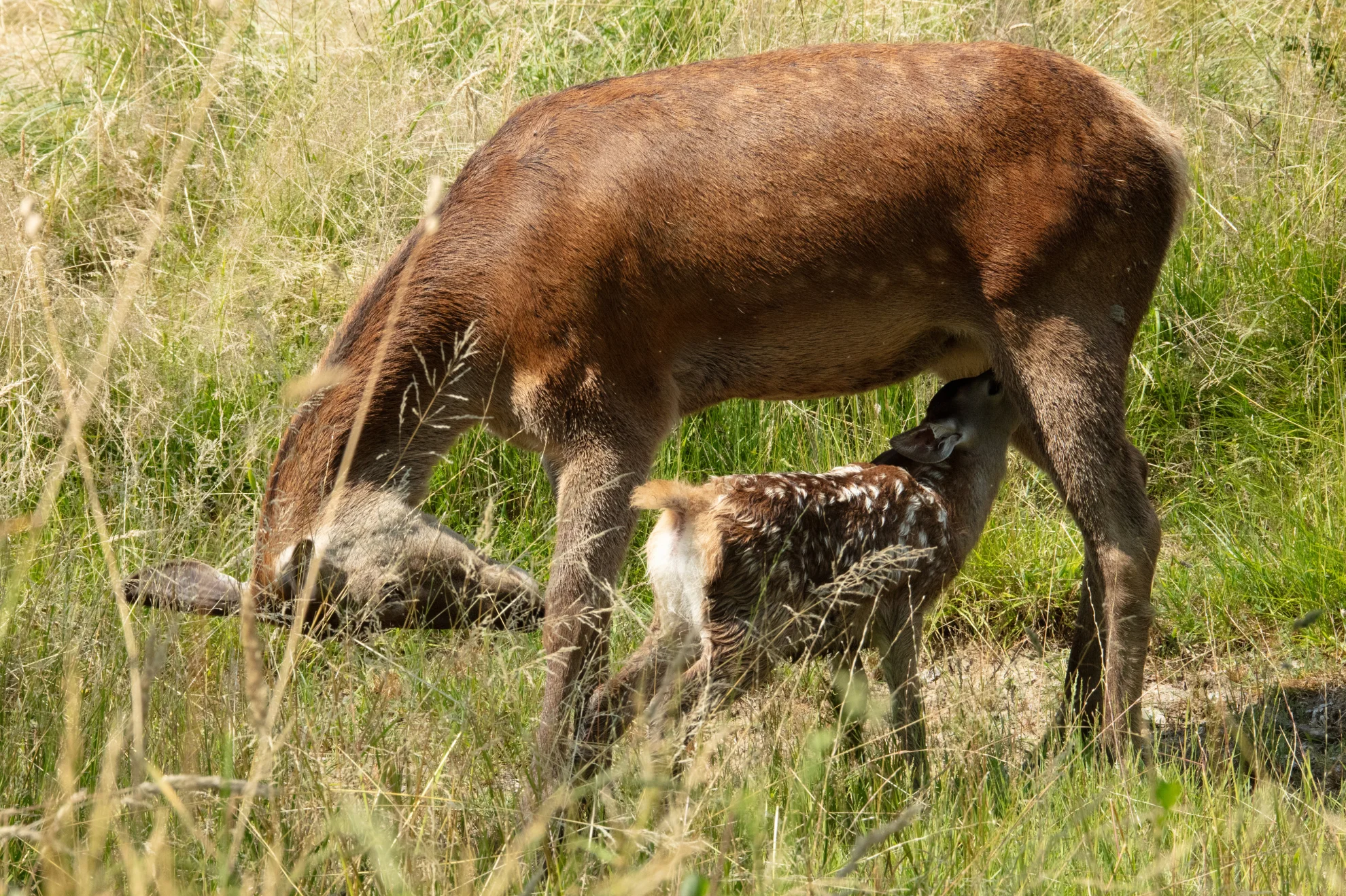 Bambi. Eine Lebensgeschichte aus dem Wald hero banner image placeholder