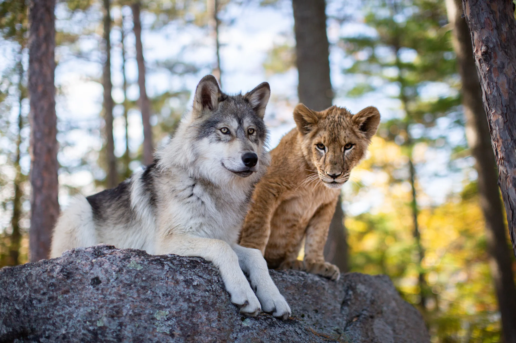 The Wolf and the Lion hero banner image placeholder