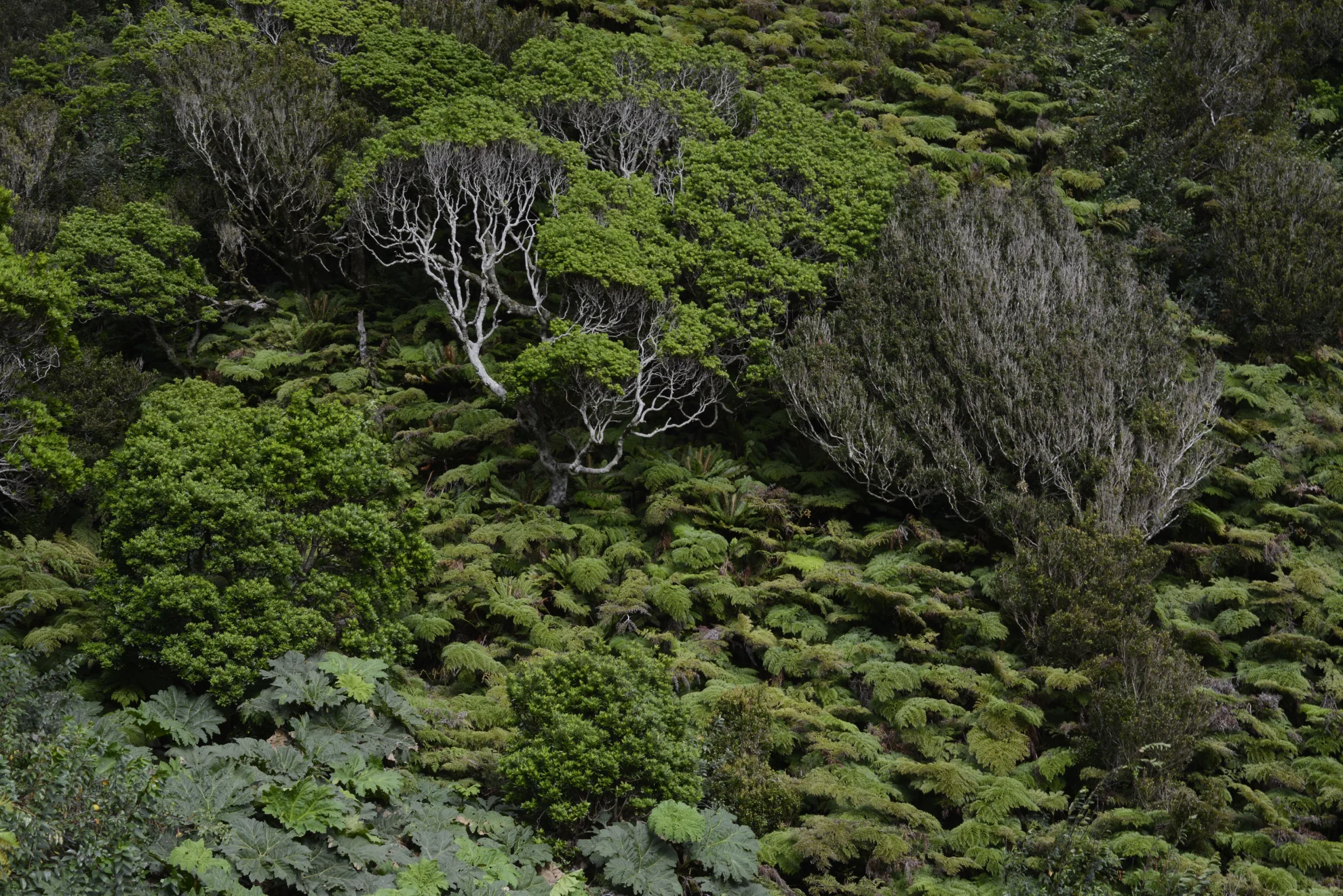 Insulaire hero banner image placeholder