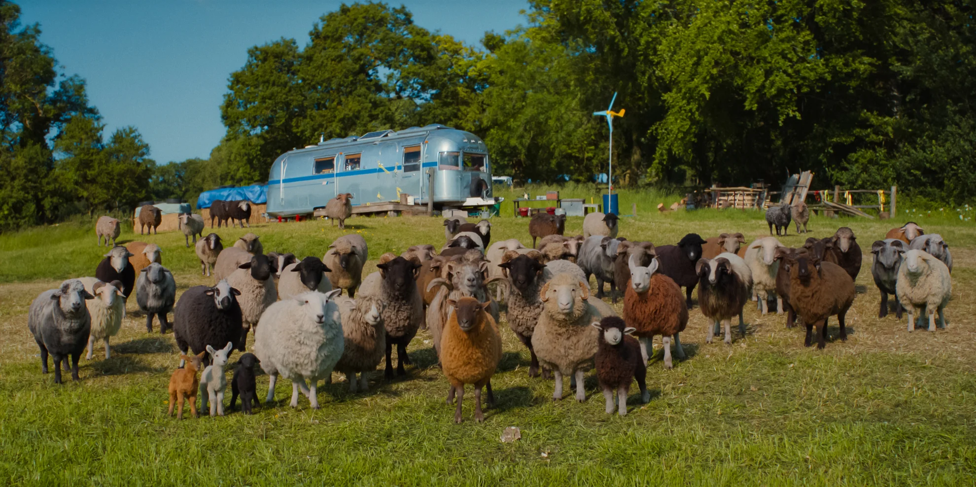 The Sheep Detectives hero banner image placeholder
