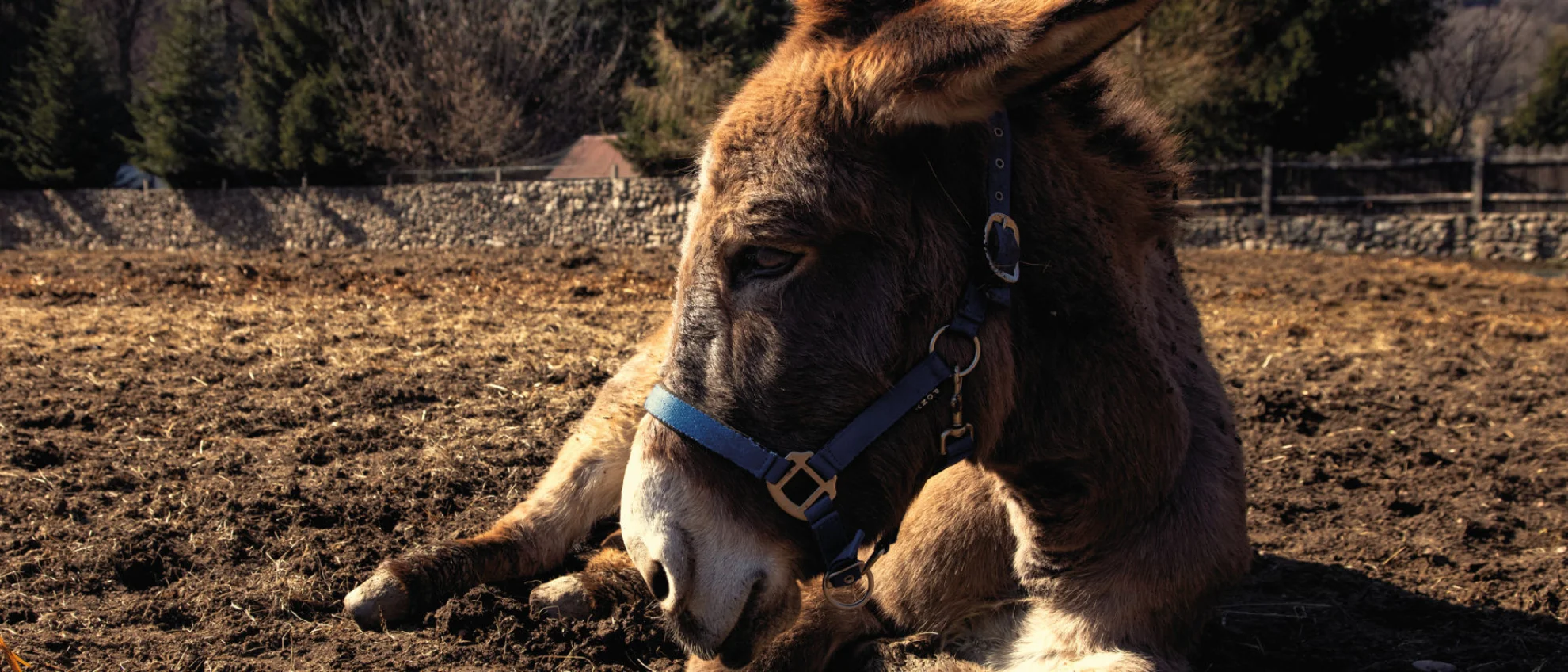 EO hero banner image
