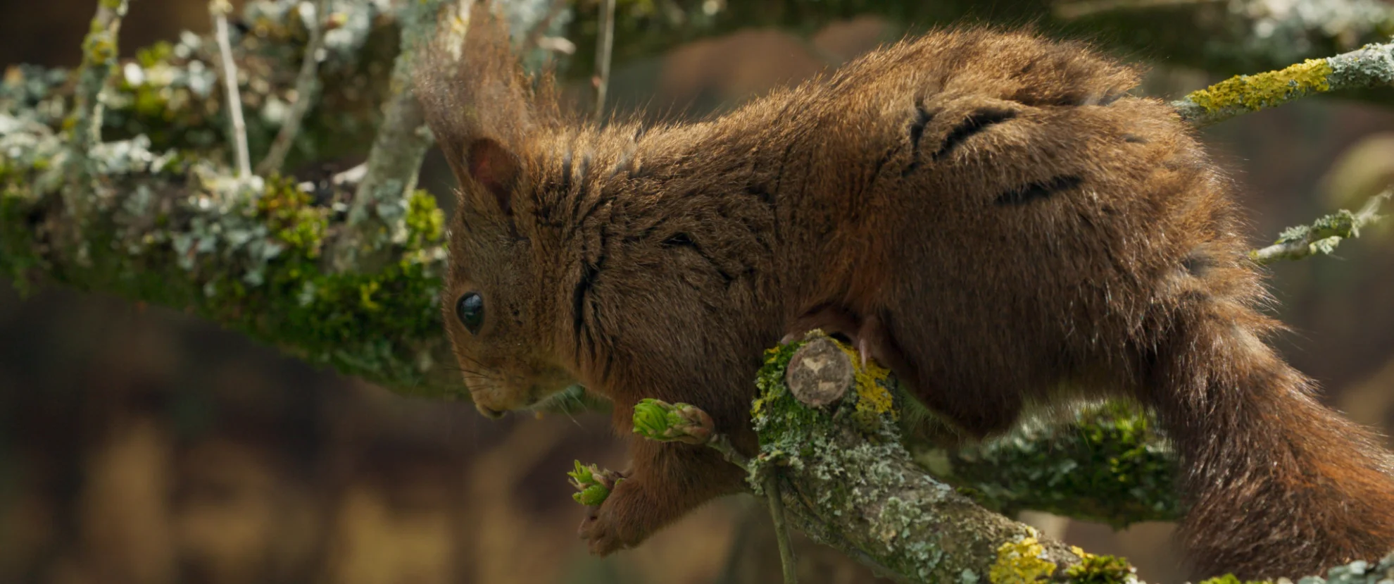 Die Eiche - mein Zuhause hero banner image placeholder