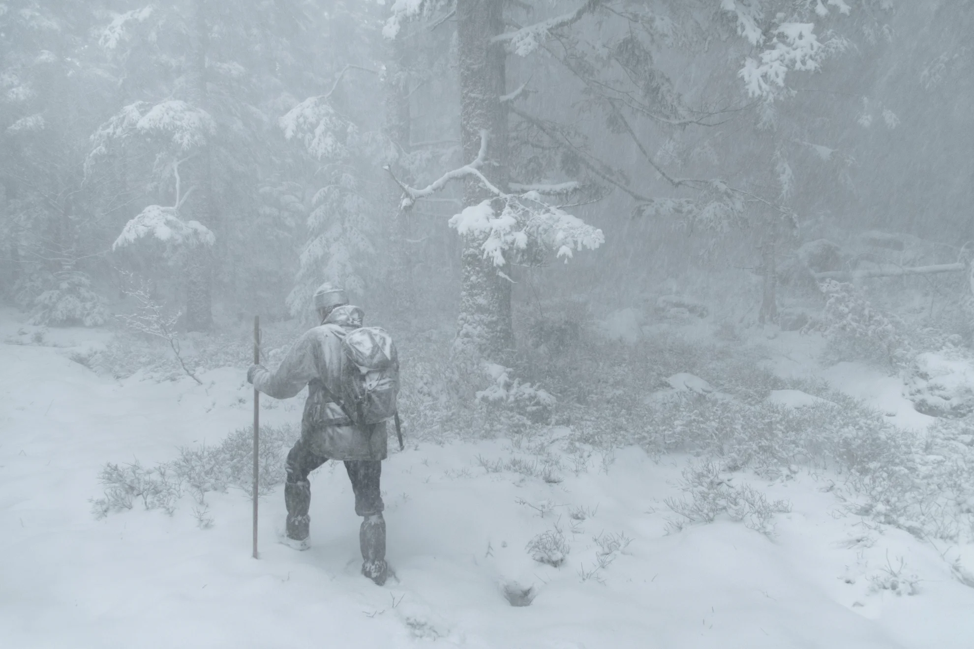 Le Chant des forêts hero banner image placeholder