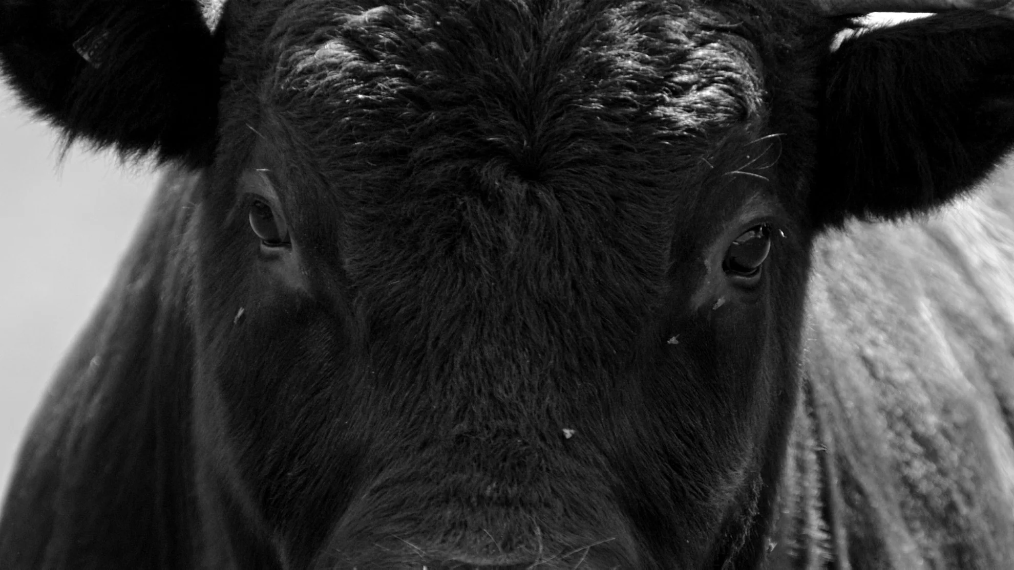 Kampf der Königinnen hero banner image placeholder