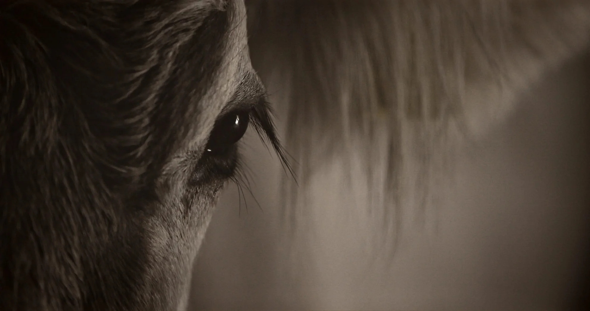 Kühe auf dem Dach hero banner image placeholder