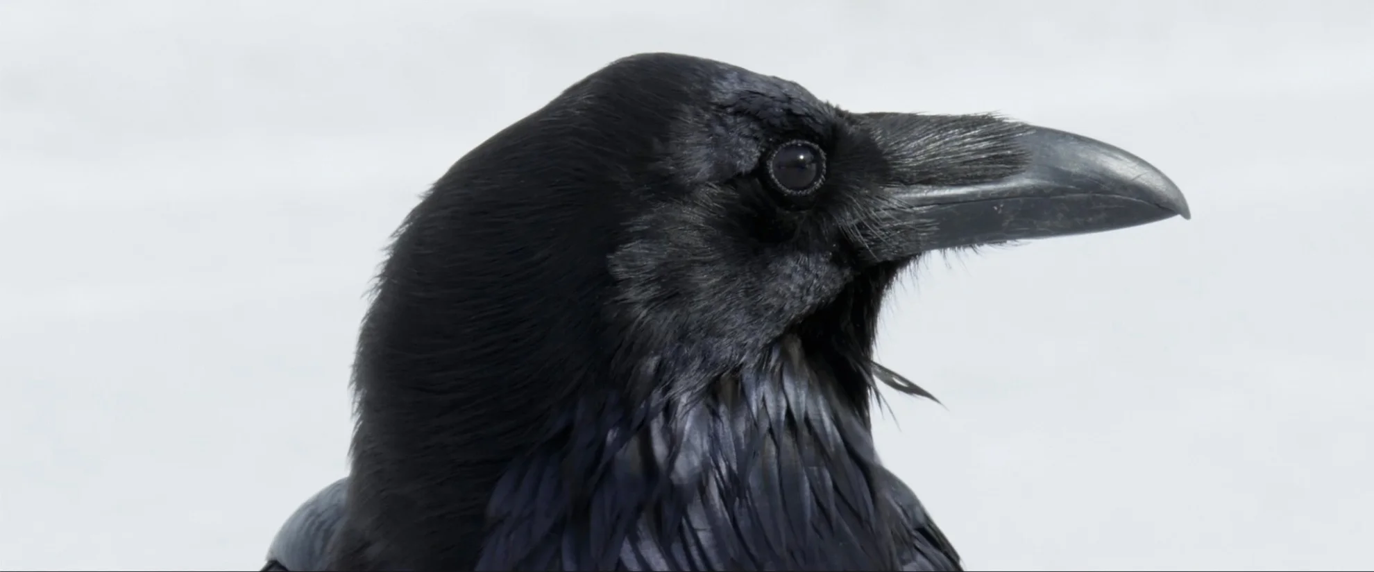 Krähen hero banner image