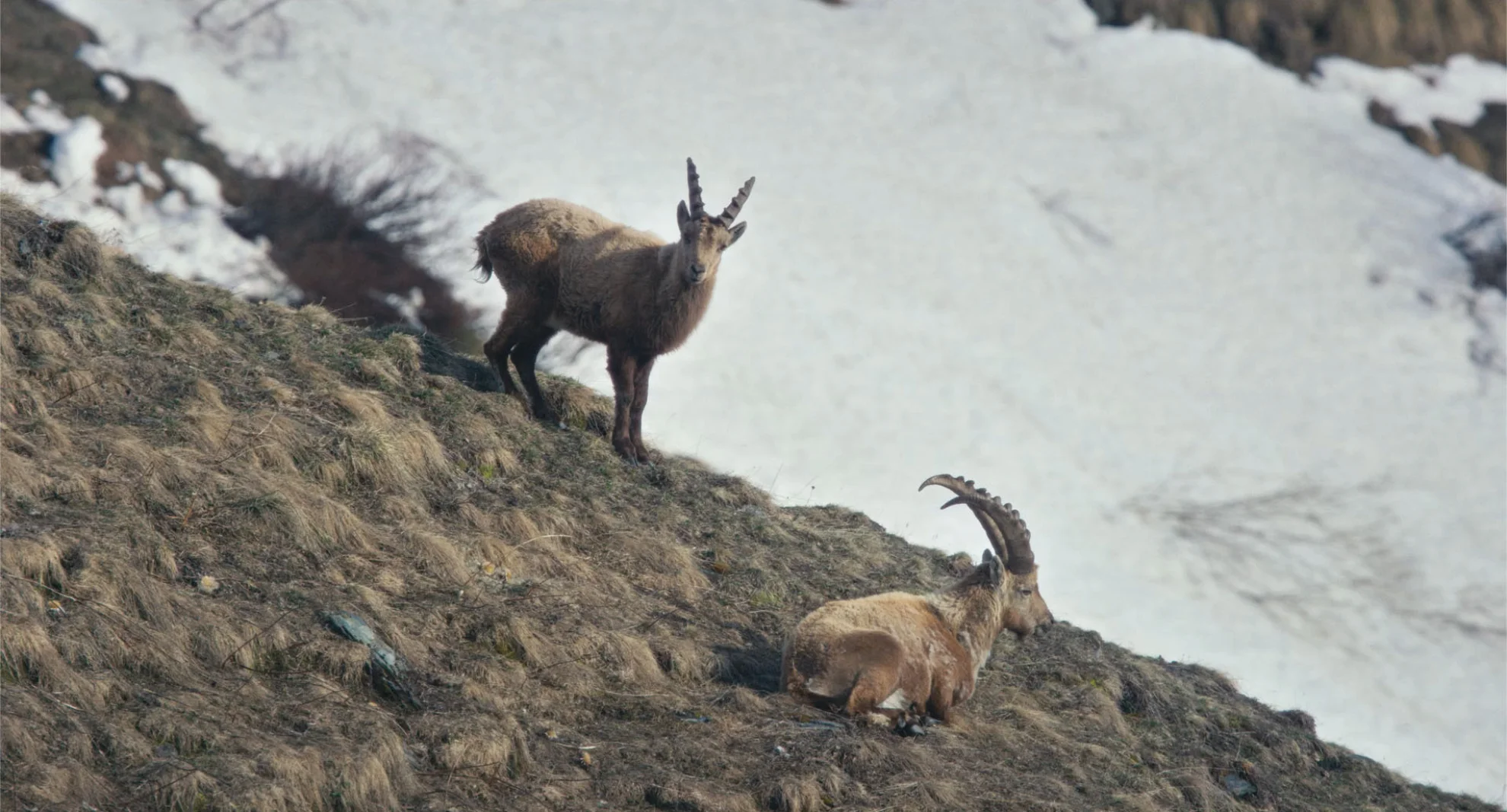 Fiore Mio hero banner image placeholder